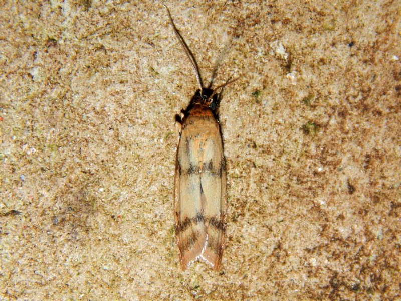 Aiuto id Pyralidae (?)